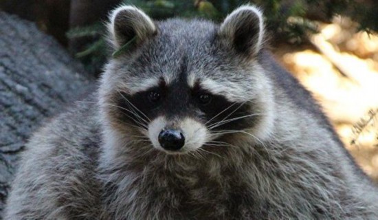 浣熊咬傷中國球迷  進行狂犬病檢查