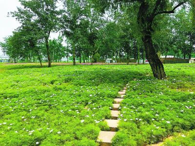 北京海淀五環(huán)內(nèi)最大違建群變花海