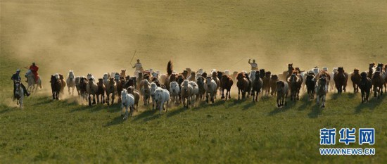 內(nèi)蒙古赤峰牧民草原馴馬  群馬奔騰景象壯觀