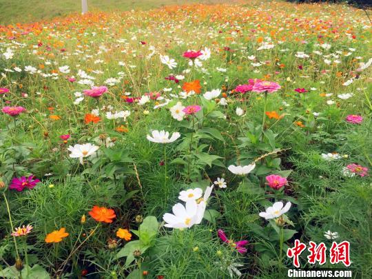 長治王莊煤業(yè)底山村排矸場已綜合治理完工的一景?！∪嘻惸?攝