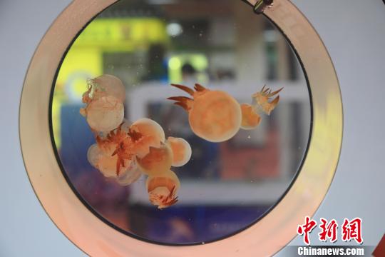 游在水中的小海蜇?！∩虻畛?攝