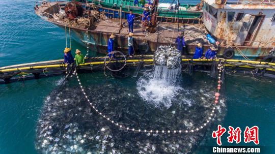 海南開捕金鯧魚 漁企牽手電商平臺