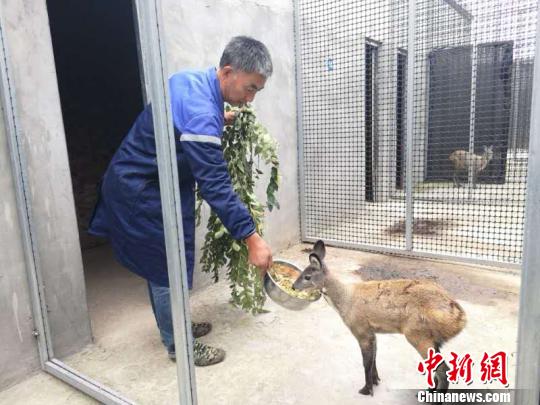 飼養(yǎng)員每天下午都會定點(diǎn)為林麝準(zhǔn)備餐食，洗料、切絲、稱重，按克配比營養(yǎng)食品?！⊥跞疖?攝