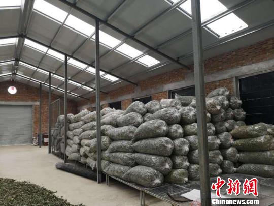 林麝產(chǎn)出的麝香是云南白藥、保心丸等名貴中藥的必備原料，是國家十大名貴中藥之一，有著“軟黃金”之稱?！⊥跞疖?攝