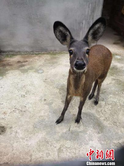 林麝，國家一級保護(hù)動物，性格孤僻，喜歡獨(dú)居，對環(huán)境要求較高?！⊥跞疖?攝