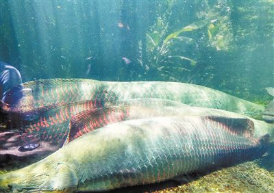 仿生“超強魚鱗”  輕如塑料硬比牙釉質(zhì)