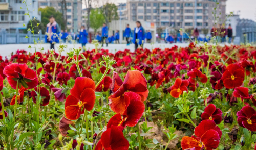 南陵縣萃英園中學(xué)2019屆高三畢業(yè)生家長(zhǎng)向?qū)W校贈(zèng)送錦旗